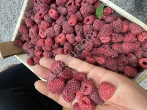 Замароженный малина Экстра