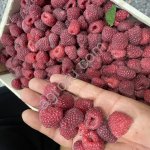 Замароженный малина Экстра