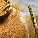 Семена озимой пшеницы Алексеич, Безостая-100