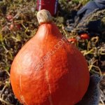 Тыква Оранж Саммер