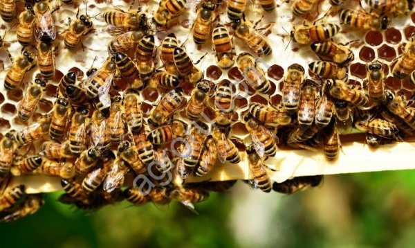 Пчелопакеты