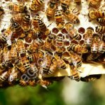 Пчелопакеты