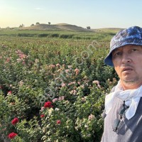 Современные сорта роз в большом ассортименте