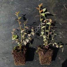 Саженцы голубики в кассетах, 10-15см,оптом