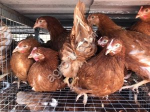 молодняк кур