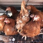 молодняк кур