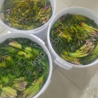 Черемша соленая