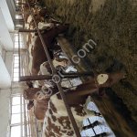 Племенне нетели айрширской породы