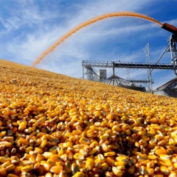 Засуха вносит коррективы - Краткий обзор рынка зерновых
