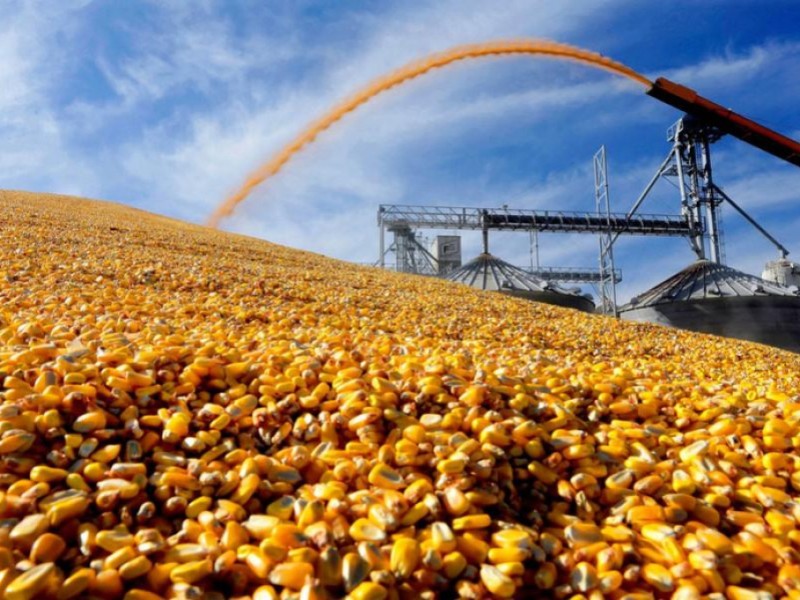Засуха вносит коррективы - Краткий обзор рынка зерновых