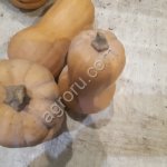 Тыква Матильда