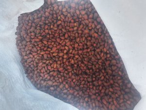 Кедровые орехи