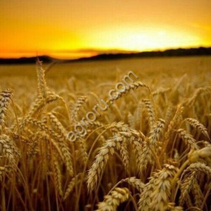 Пшеница и кл