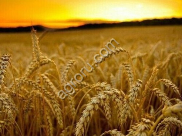 Пшеница 3 и 5 кл