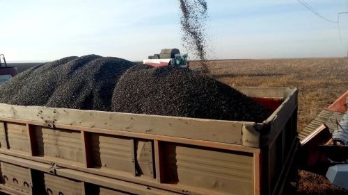 Семечка подсолнечника оптом