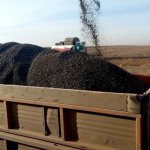 Семечка подсолнечника оптом