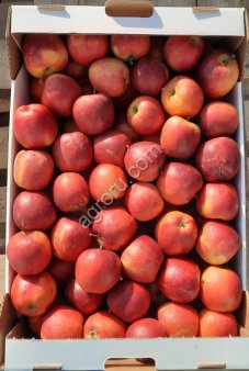 Яблоки.Сорт Моди.