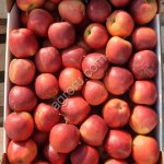 Яблоки.Сорт Моди.