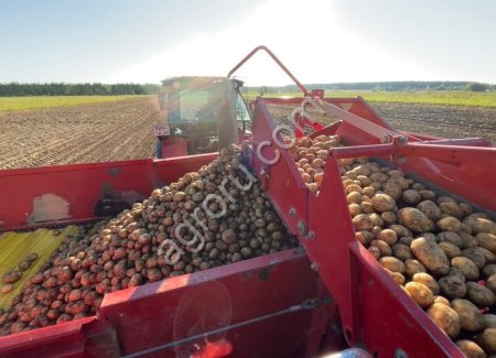 картофель сорт Фаворит