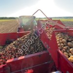 картофель сорт Фаворит