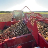 картофель сорт Фаворит