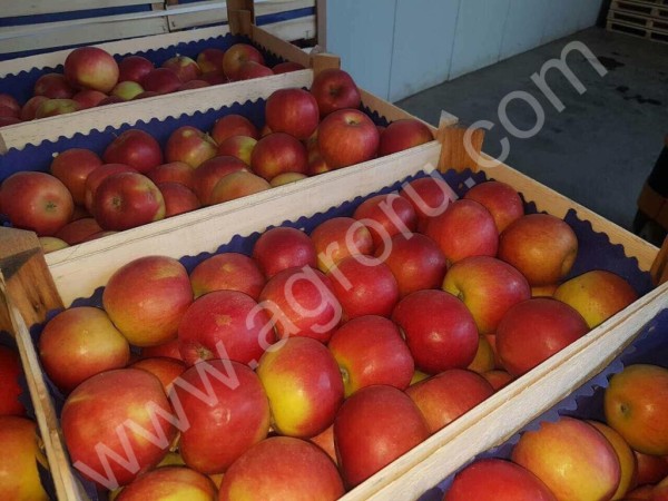 Яблоки сербские от производителя