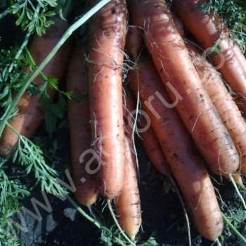 <span>морковь</span>