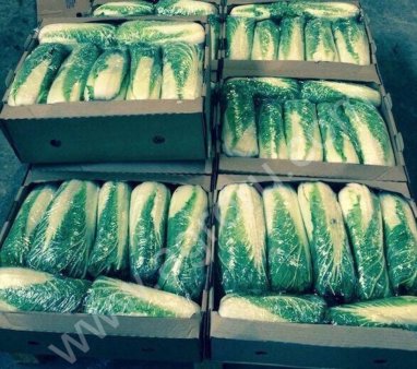 Капуста Пекинская оптом