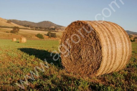 Сено в тюках и рулонах