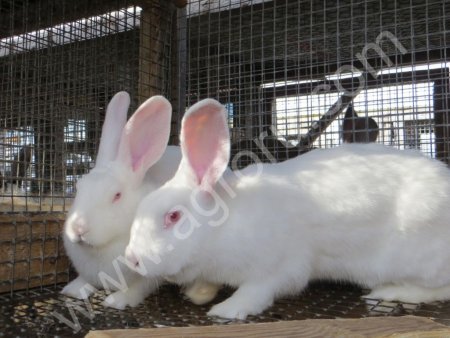 Белый великан. Читопородные.