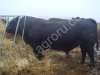 Быки производители породы абердин-ангус
