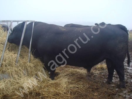 Быки производители породы абердин-ангус
