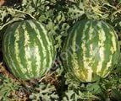 семена бахчевых