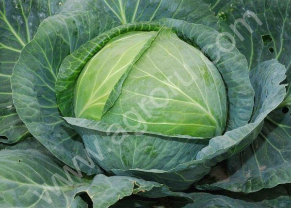 Капуста б/к оптом