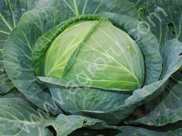 Капуста б/к оптом