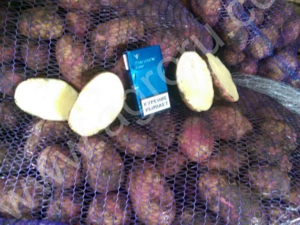 Картофель оптом с полей напрямую от производителя