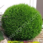 Туя западная Глобоза