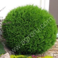 Туя западная Глобоза