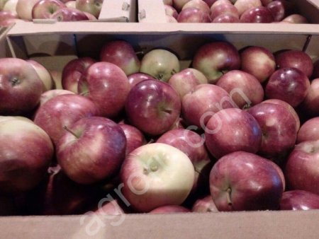 Яблоки 65+ оптом от производителя от 20 тонн