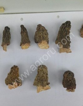 Сморчок Конический (сушеный),Шапочка,Белый сушеный,Подтопольник солено отварной,белый солен.отварной