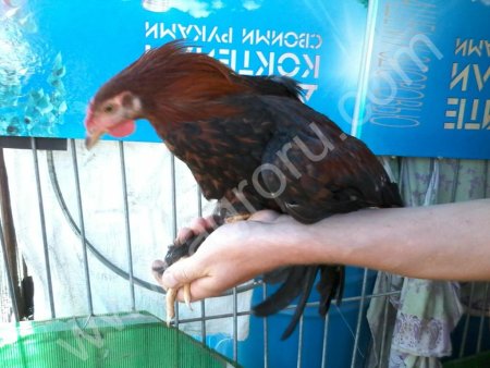 Петушки Брама