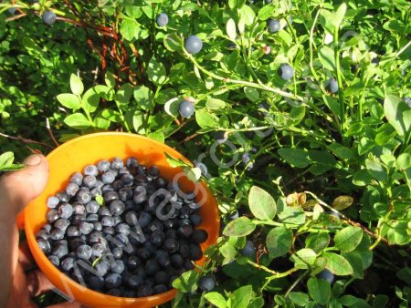 черника свежая