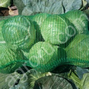 Капуста Белокочанная