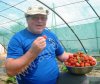 Кустики клубники самые крупноплодные и урожайные сорта-новинки от производителя-почтой.