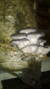 Грибы Вешенка