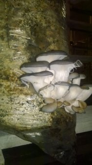 Грибы Вешенка