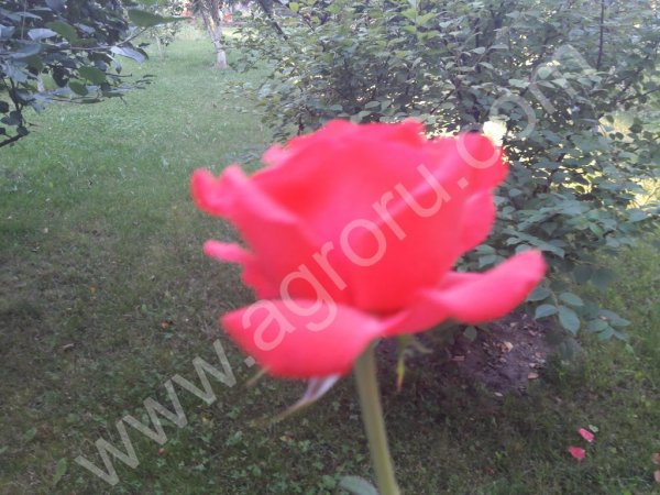 Плодовые саженцы