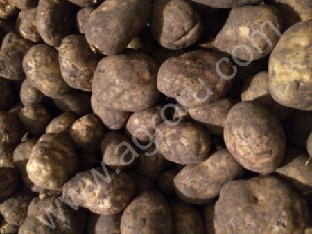 Картофель