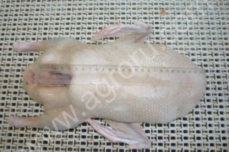 Тушка утенка 1-я кат