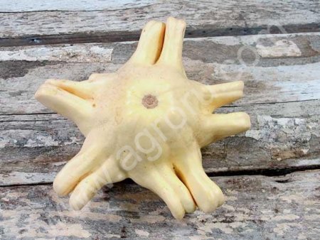 Необычные тыквы, сквоши, кабачки. Семена